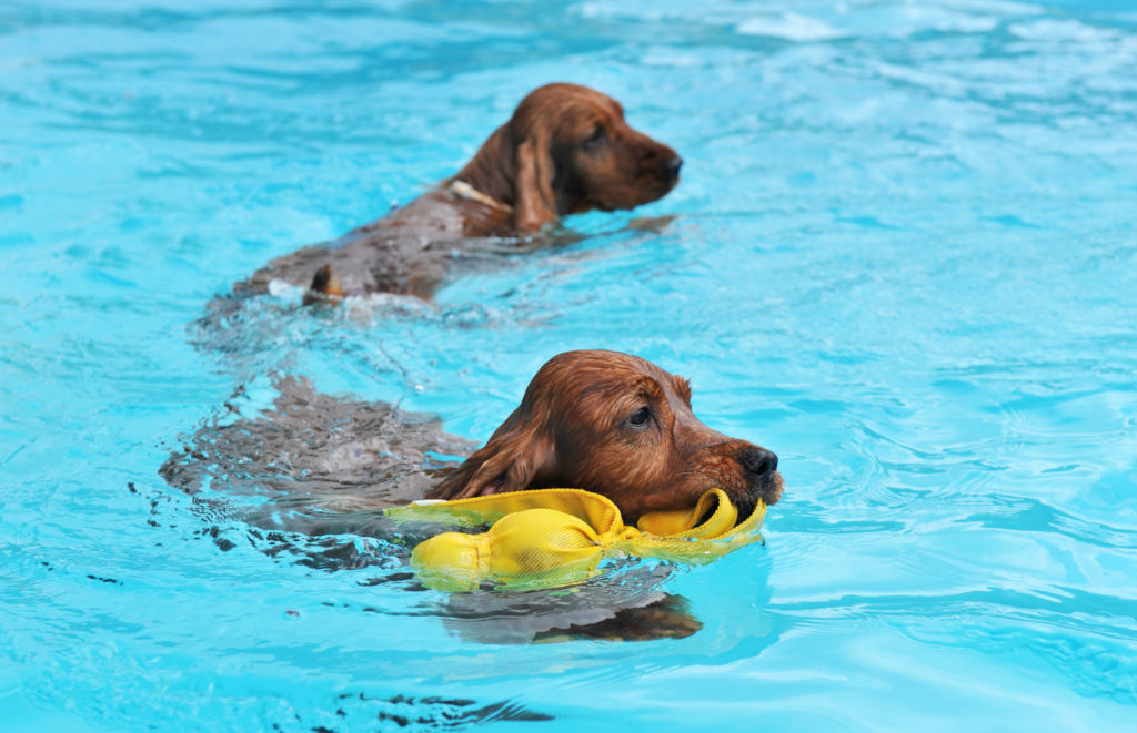dog safe pool